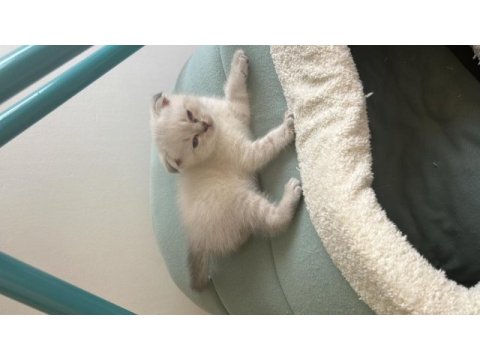 Minik scottish fold yavrularım yeni yuvalarını arıyor!