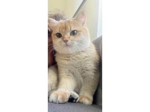 Yetişkin kısır olmayan dişi ny12 şecereli british shorthair