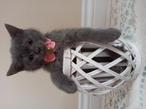 Oyuncu safkan dişi ve erkek tatlı oyuncu british shorthair