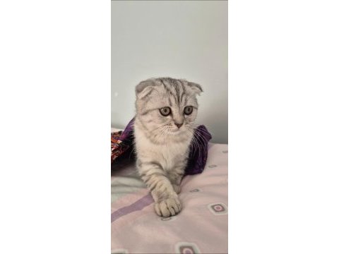 Scottısh fold tabby dişi