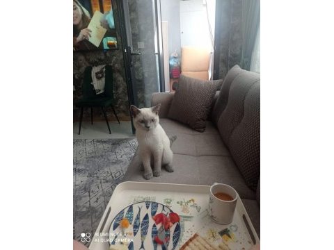 14 şubat doğumlu british shorthair yavrularımız