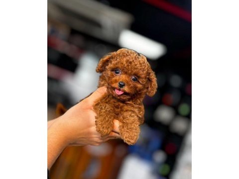 En özel safkan şecereli poodle yavrular