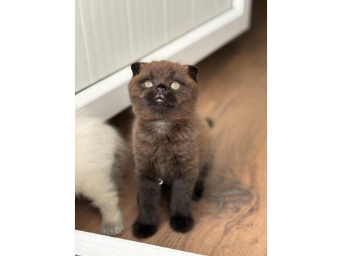 Scottish fold kedisi