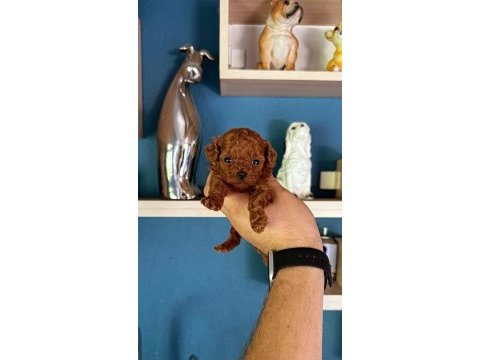 Sevimli toy poodle yavrular 