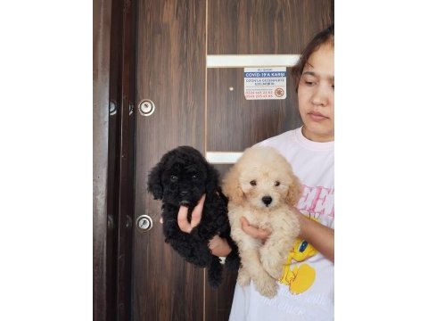 İstediniz renklerde toy poodle orjinal bebekler