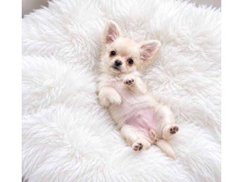 Longhair chihuahua wc eğitimli