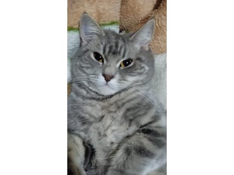 Kedimiz lia hanıma çiftleşeceği eş arıyoruz