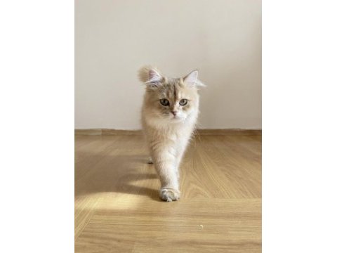 British longhair safkan erkek istanbul beylikdüzü