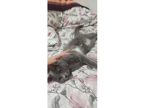 British shorthair 6-7 aylık