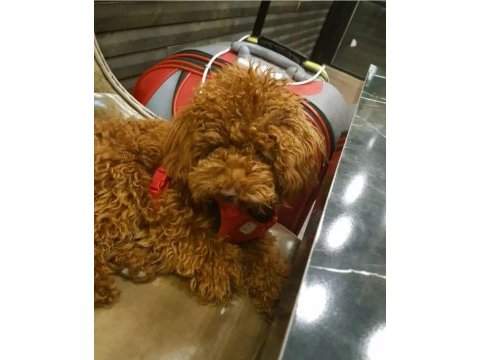 Korea kan erkek red brown şecereli poodle yetişkin erkek