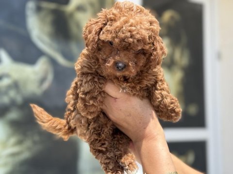 Ankaranın en seçkin kore toy poodle yavruları