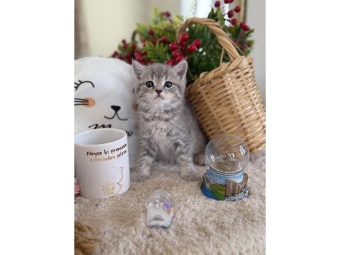 Blue gold british shorthair