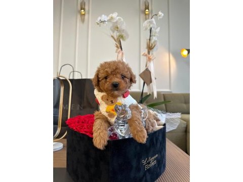 Oyuncu ve sosyal pomeranian boo