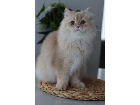 British longhair erkek kedisi