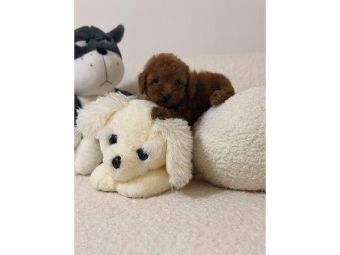 Toy poodle mini bebeklerimiz