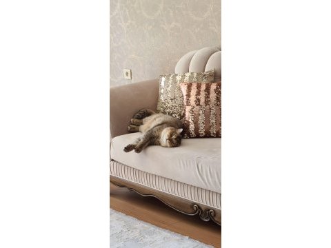 İki şahane golden shaded british shorthair