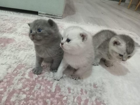 Yavru scottish fold sağlıklı anne sütü ile beslenen yavrular