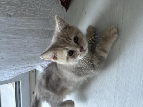 Renkleri güzel kedilerim