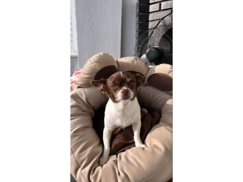 1 yaşında dişi chihuahua