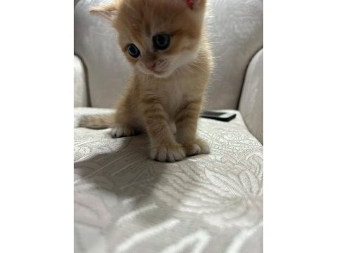 Golden yavrular british shorthair