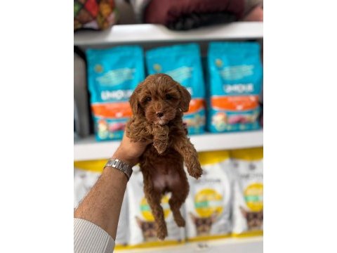 Maltipoo cinsi yavrularımız