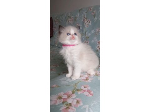 Safkan ragdoll bebek kediler