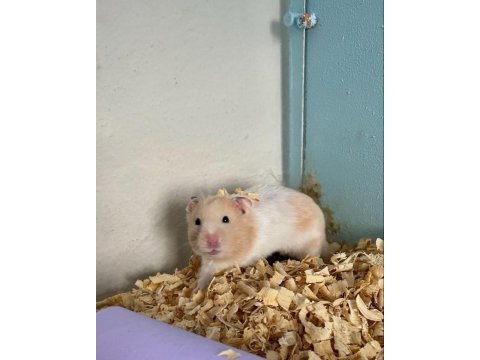 Hamster gonzales yavrularımız heryere gönderim