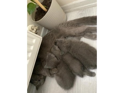 Yavru scottish fold kedilerimiz yeni yuvalarını bekliyor