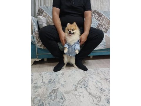 2.5 yaşında pomeranian yavrumuz yeni yuvasını arıyor