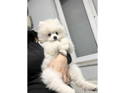 Kar beyaz dişi pomeranian boo