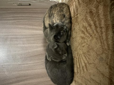 Şirinmi şirin miyaw british shorthair