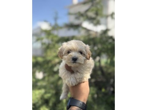 Exotıc pet club wc egıtımlı maltıpoo köpekler