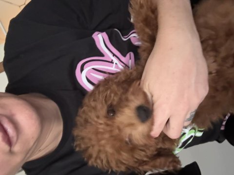 Poodle kukimiz yeni evini bekliyor