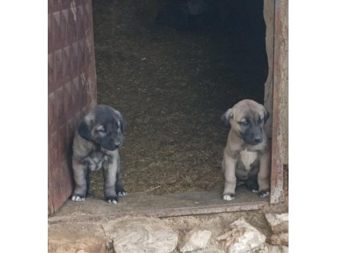 Kangal sivastan alınır kalite ayı boğanlar