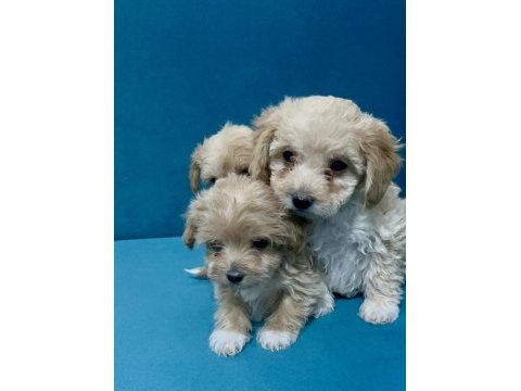 Minik maltipoo yavrular için ulaşabilirsiniz