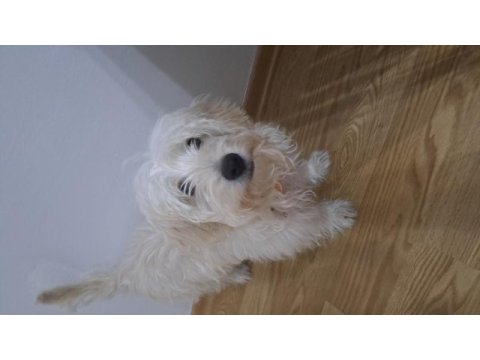 6 aylık erkek maltipoo teacup