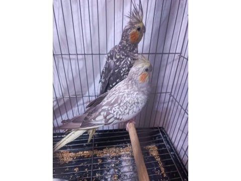 Hazır takım sultan papağanı