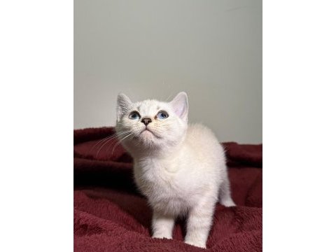 British shorthair bluepoint