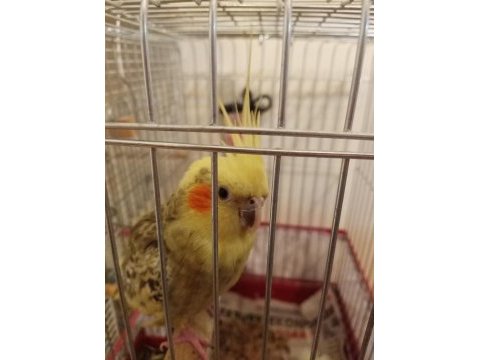 Sultan papağanı