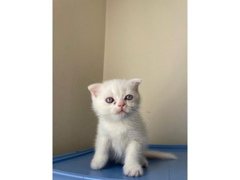 70 günlük scottish fold dişi