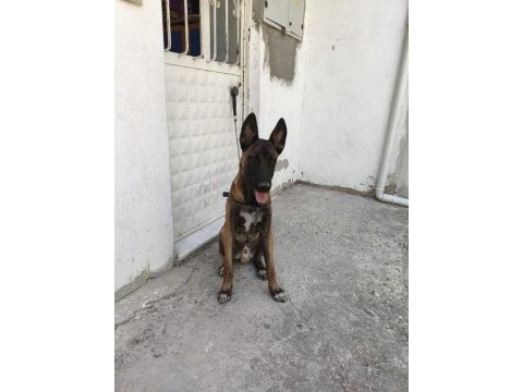 Sahibinden sahiplendirilecek belçika kurdu