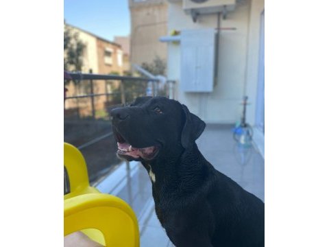 Eğitimli cane corso dişi 2 yaşında