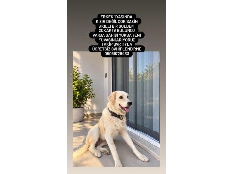 Golden retriever çok akıllı