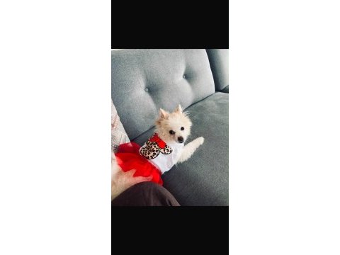 8 aylık dişi pomeranian