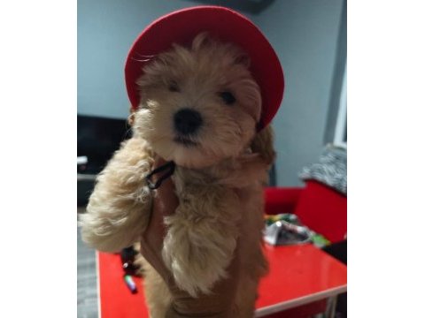 Akita inu miniklerim
