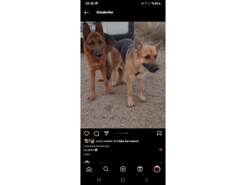 10 aylık alman çoban köpeği (workline- show line) melez