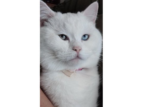8 aylık van kedisi pamuk