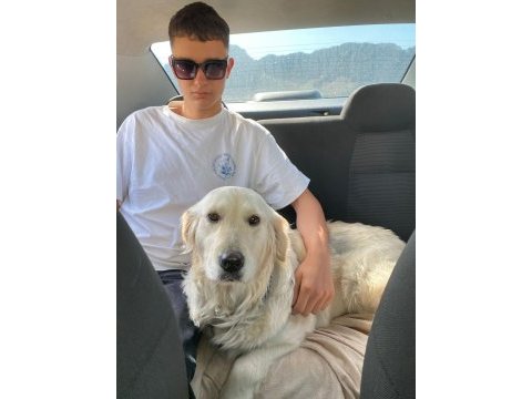 3 yaşında dişi golden retriever