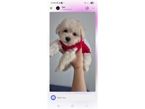Mini boy kore maltese