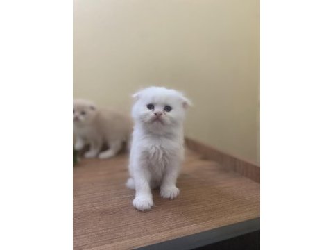 45 günlük scottish fold erkek kırık kulak